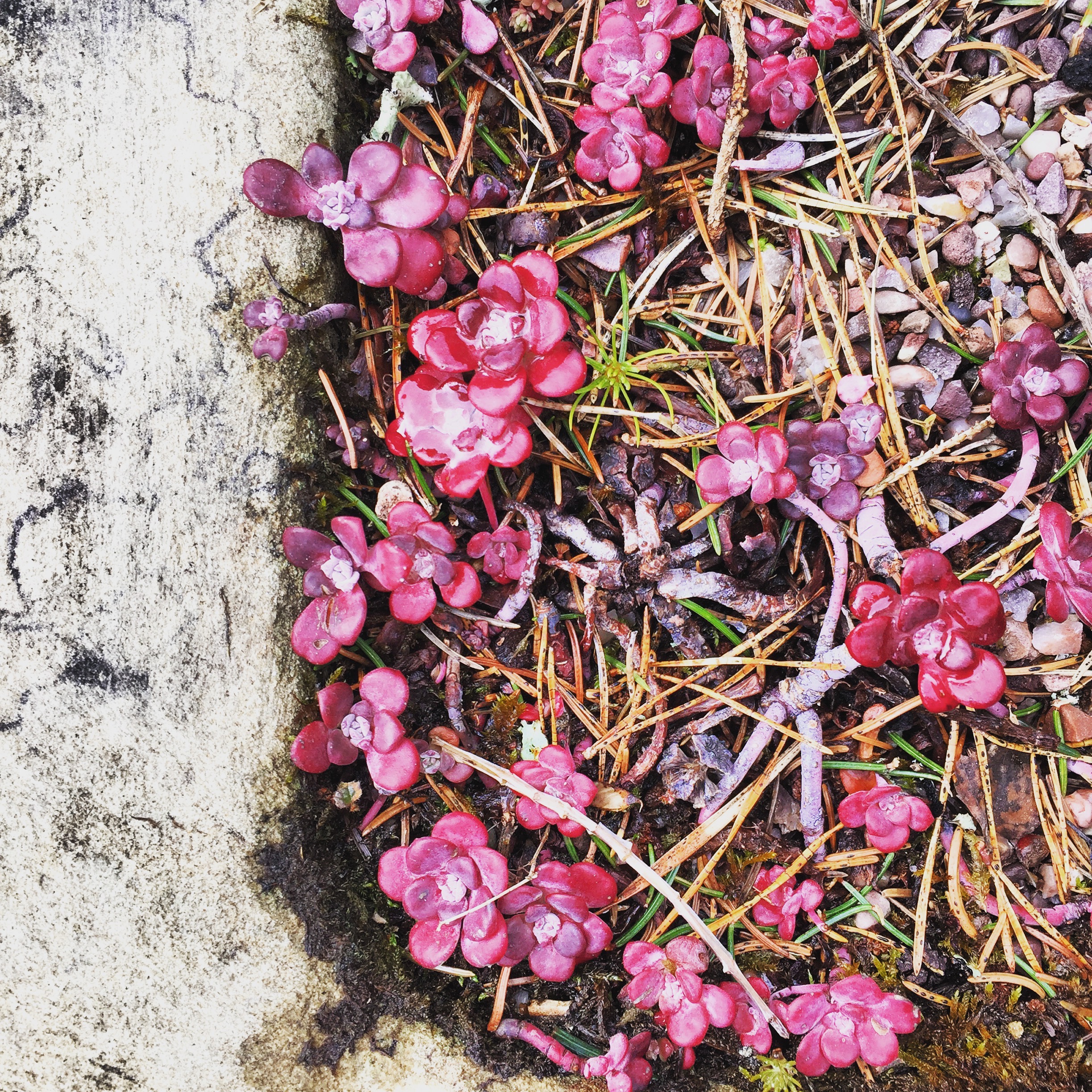 Small Pink flowers in a concrete pot